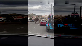 Circus elephant runs loose in a Montana