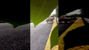 Cat chasing another cat POV