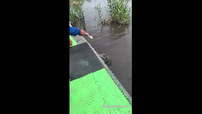The cutest crocodile
