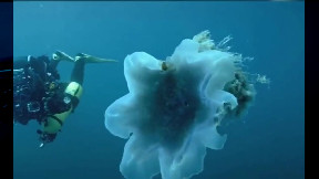 Lion's mane jellyfish