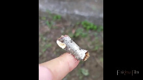 Comb butterfly. This is his disguise