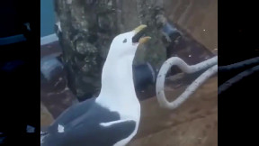 Greedy bro