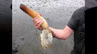 Pacific geoduck: The large, phallic clam that can live longer than 165 years