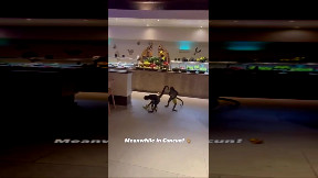 Brazen Robbery