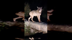 Lupi sulle strade del Salento: continuano gli avvistamenti