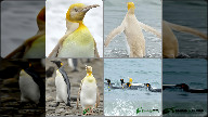 4 pictures of rare golden penguins, surprising everyone
