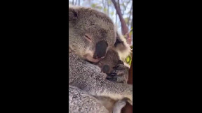 No matter the species, All Mothers are Beautiful