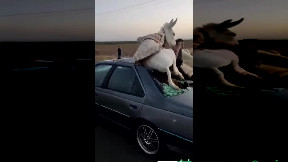 Donkey crash