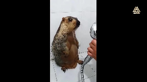 Groundhog takes a shower