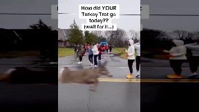 Deer injures runner at Watertown Turkey Day Run