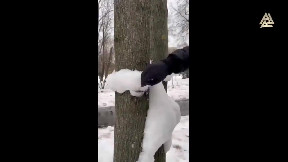 Pretty wicked Snow 