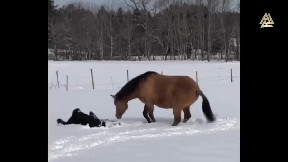 Horse really showed her how it's done