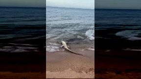 Squalo divora un coccodrillo sul bagnasciuga – Il video