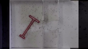 Ants making smart maneuver
