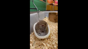 A tenrec taking a dust bath