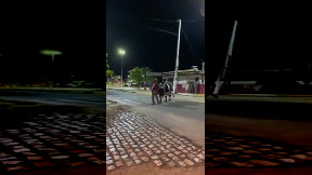 Cow in Brazil taking her drunk owner Home