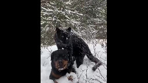 Dog and Puma's winter joy