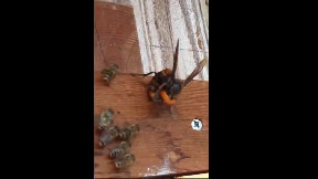 Great Bee Revolt