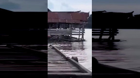 Crocodiles pretending to drown to lure prey