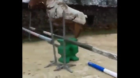 Cow thinks he's a showjumping horse