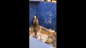 A raccoon using a piece of wood to get out of a trash can_1737560688800