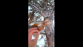 Red squirrel foraging in the snow_1737560781207