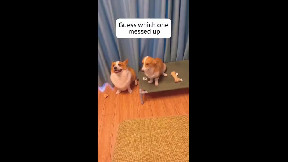 Reactions (dogs)