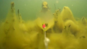 Underwater U-turn followed by a chase ..