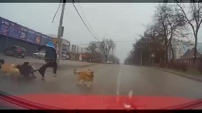Pack of dogs tries to steal man's pants