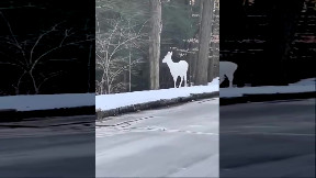 Rare White Deer