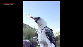 582525219-Bearded_Vu lture_swallows_huge_ bone
