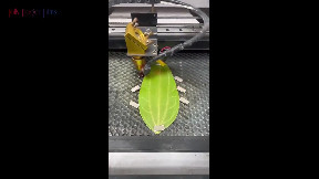 Stunning Laser art on a leaf