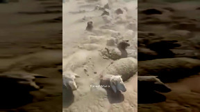 Animals are getting buried in sand