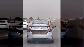 Camel Express