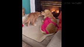 Dog just returned from surgery, cat hasn't left his side since..
