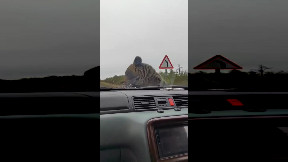 Hitchhiking brown bear terrorises drivers