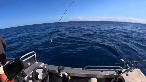 Australia, come nel film grande squalo attacca una barca