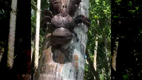 Coconut crab