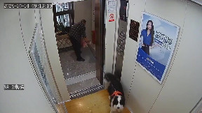Dog's leash gets stuck in an elevator