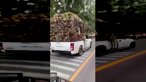 Monkey Taxi