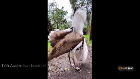 The Australian bustard