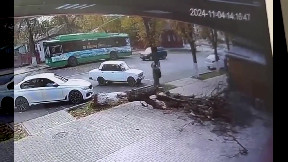 Falling tree nearly crushes pedestrian