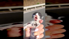 Highway kitten rescue