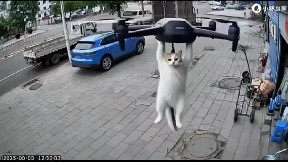 Cat Drone
