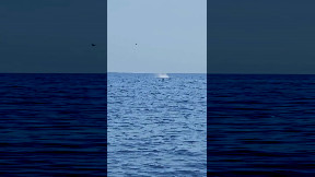 Vanno a pesca di tonni ma pescano uno squalo. Ecco le incredibili immagini del salto di uno squalo mako