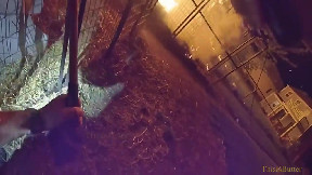 Bodycam footage shows Fort Wayne PD rescue dogs from massive fire