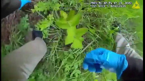 Door County deputy's quick actions save newborn fawn after car crash