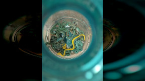 Un uomo indiano è stato arrestato all'aeroporto di Mumbai con 47 vipere velenose in una borsa