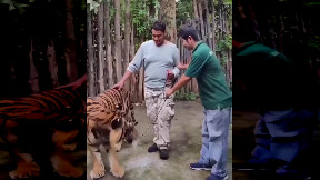 Selfie mania: tigre attacca un turista mentre cerca di scattare una foto