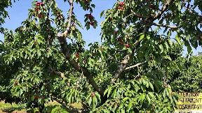Cherry tree from Vignola city!